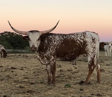CC SAHARA'S MYSTICAL MOOMOO