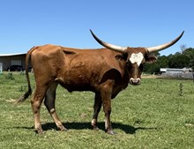 CC SPANISH VAQUERO