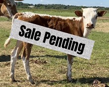 Shut Up And Dance CCF