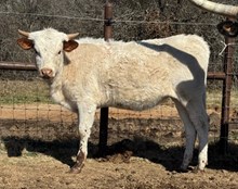 Sound of Thunder CCF