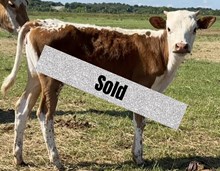 Shut Up And Dance CCF