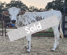 Sparkling Riches CCF