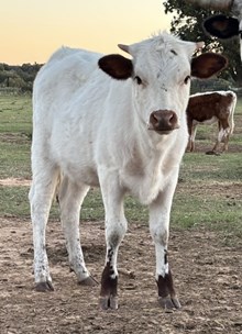 Sound of Thunder CCF