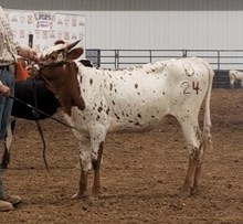 Enchanting MooMoo